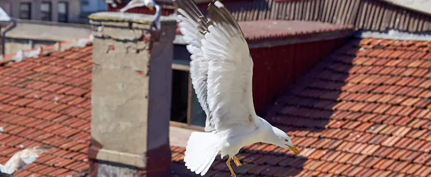 Residential Chimney Animal Removal Solution in Norwalk, OH